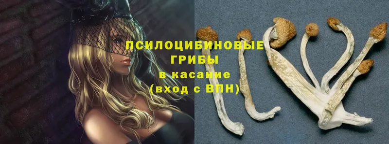 Псилоцибиновые грибы Psilocybine cubensis  купить наркотики цена  Киров 